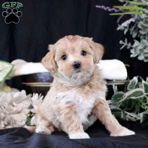 Talia, Maltipoo Puppy