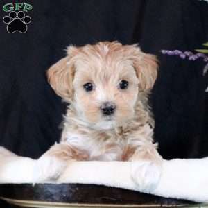 Talia, Maltipoo Puppy