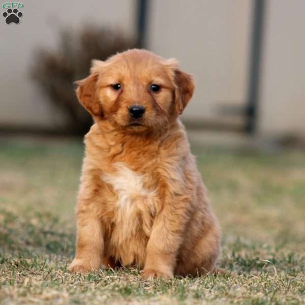 Tammy, Golden Retriever Puppy