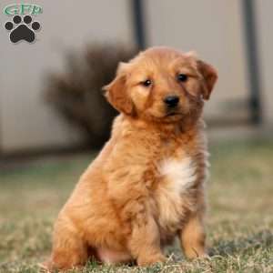 Tammy, Golden Retriever Puppy