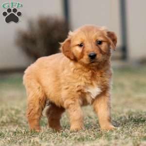 Tammy, Golden Retriever Puppy