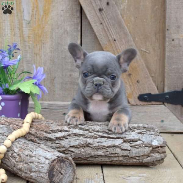 Tank, French Bulldog Puppy