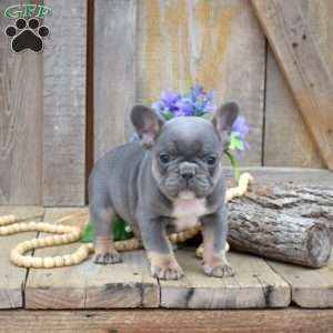 Tank, French Bulldog Puppy