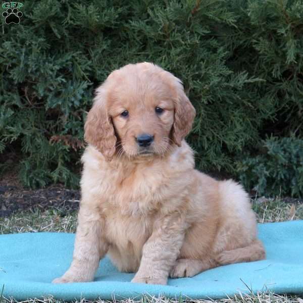 Tanya, Goldendoodle Puppy