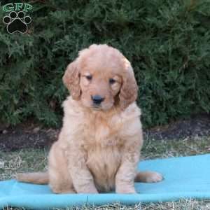 Tanya, Goldendoodle Puppy