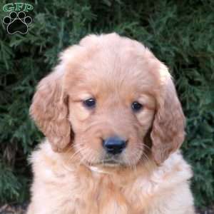 Tanya, Goldendoodle Puppy