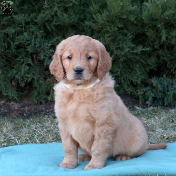 Tasha, Goldendoodle Puppy