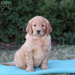 Tasha, Goldendoodle Puppy