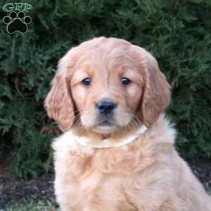 Tasha, Goldendoodle Puppy