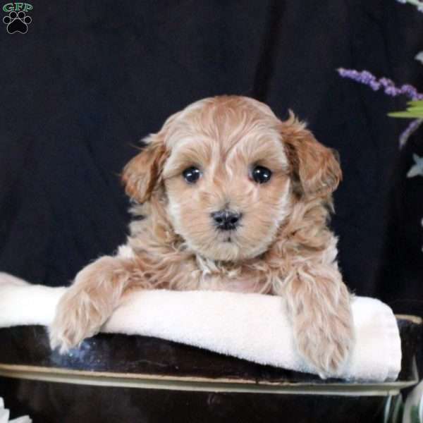 Tate, Maltipoo Puppy