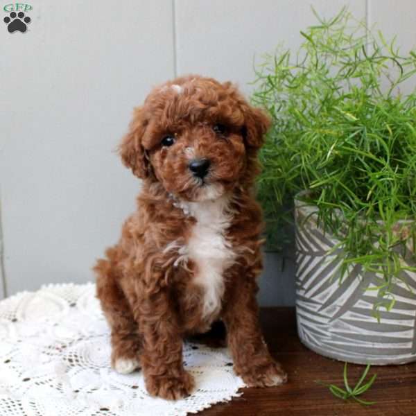 Tate, Miniature Poodle Puppy