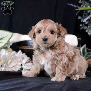 Tate, Maltipoo Puppy