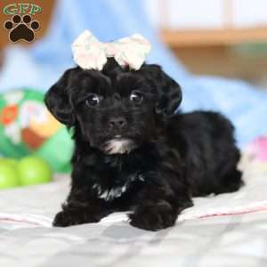 Taylor, Yorkie Poo Puppy