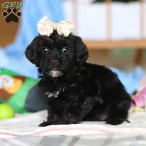 Taylor, Yorkie Poo Puppy