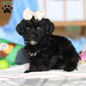 Taylor, Yorkie Poo Puppy