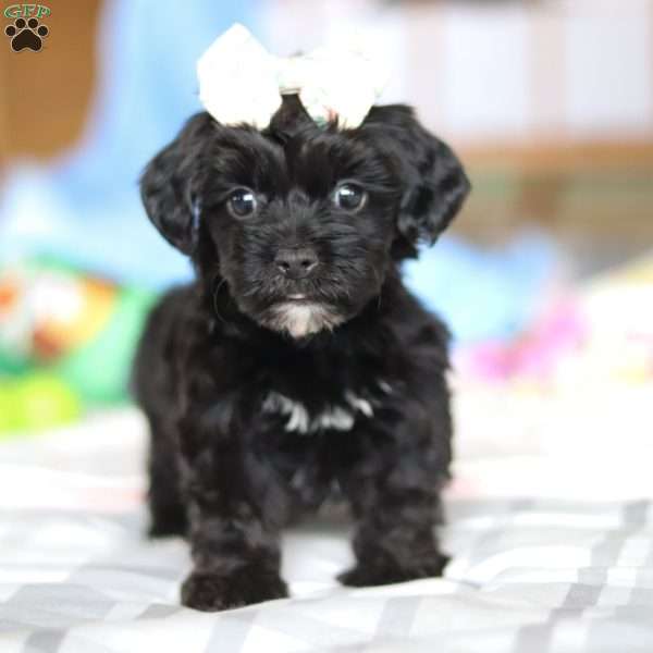 Taylor, Yorkie Poo Puppy