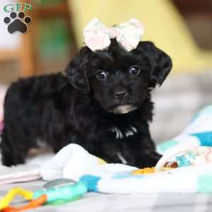 Taylor, Yorkie Poo Puppy