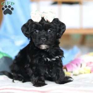 Taylor, Yorkie Poo Puppy