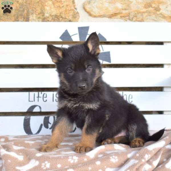 Teddy, German Shepherd Puppy