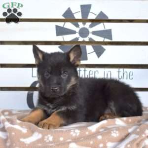 Teddy, German Shepherd Puppy