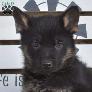 Teddy, German Shepherd Puppy