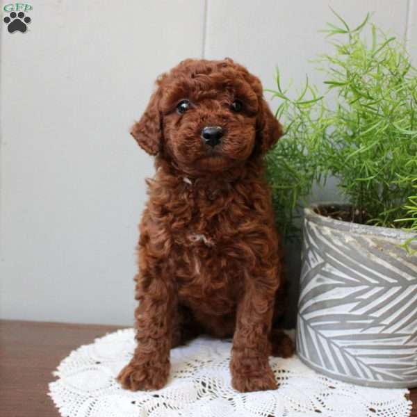 Tera, Miniature Poodle Puppy