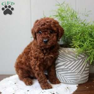 Tera, Miniature Poodle Puppy