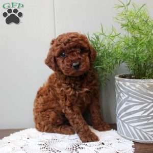 Tera, Miniature Poodle Puppy