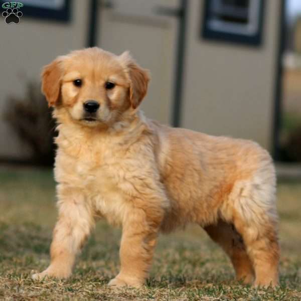 Teresa, Golden Retriever Puppy