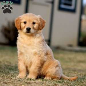 Teresa, Golden Retriever Puppy