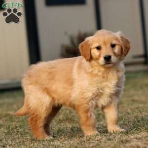 Teresa, Golden Retriever Puppy