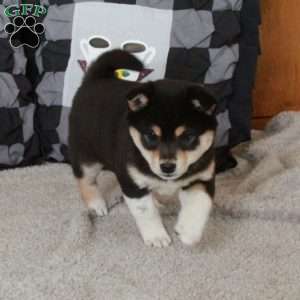 Tessa, Shiba Inu Puppy