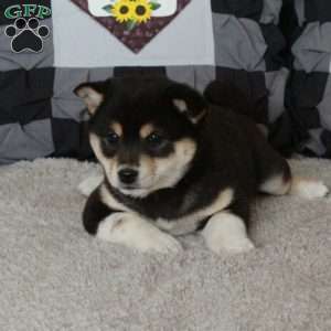 Tessa, Shiba Inu Puppy
