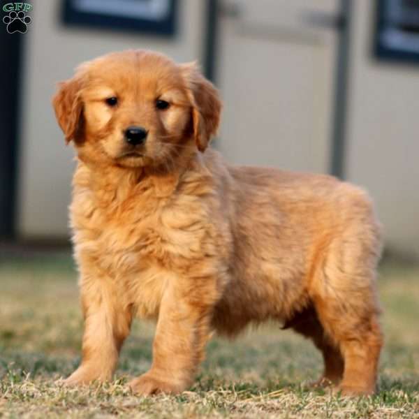 Thea, Golden Retriever Puppy