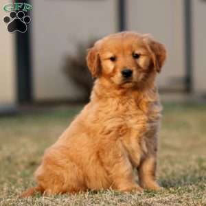 Thea, Golden Retriever Puppy