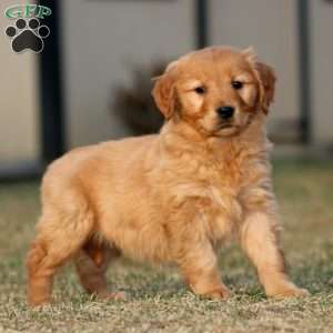 Thea, Golden Retriever Puppy