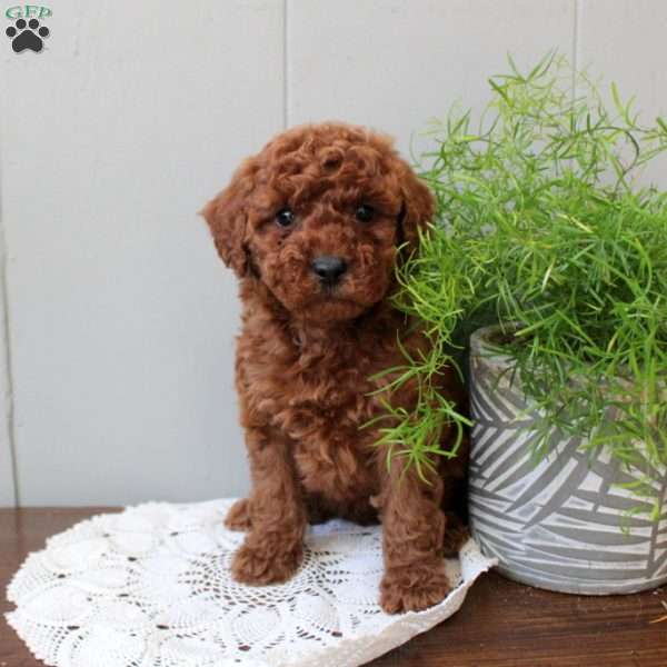 Tilly, Miniature Poodle Puppy