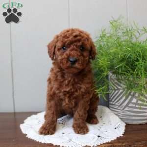 Tilly, Miniature Poodle Puppy