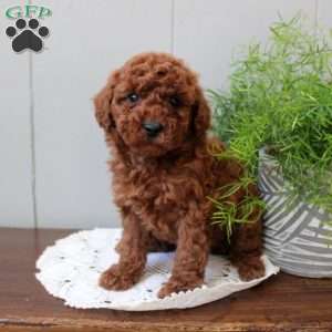 Tilly, Miniature Poodle Puppy