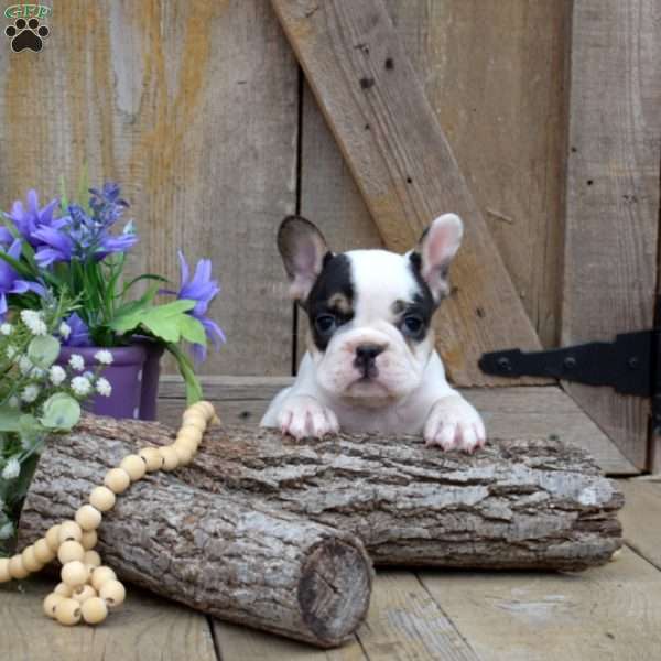 Timber, French Bulldog Puppy