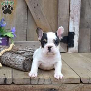 Timber, French Bulldog Puppy