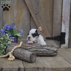 Timber, French Bulldog Puppy