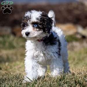 Timon, Cavapoo Puppy