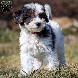 Timon, Cavapoo Puppy