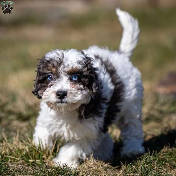 Timon, Cavapoo Puppy