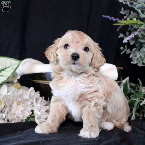 Tobias, Maltipoo Puppy