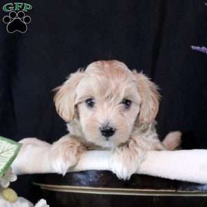 Tobias, Maltipoo Puppy