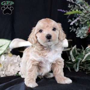 Tobias, Maltipoo Puppy