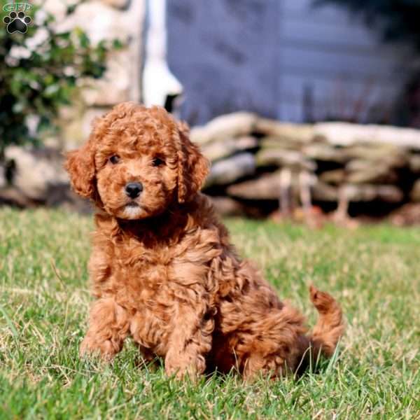 Toby, Cavapoo Puppy