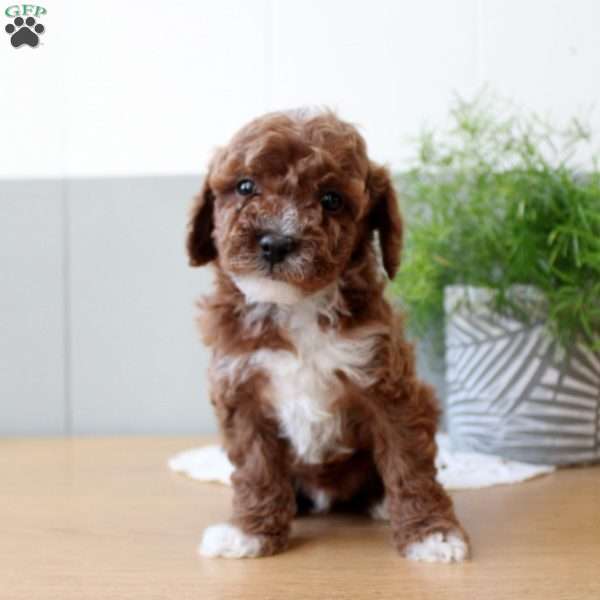 Toby, Miniature Poodle Puppy